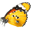 https://www.the-big-barn.co.uk/wp-content/uploads/2019/08/butterfly.png